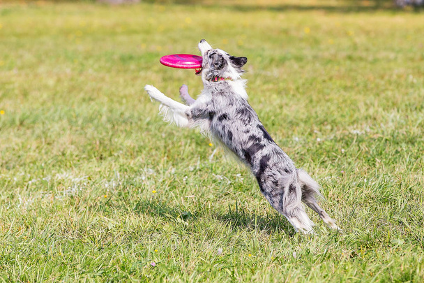 pies rasy collie Border na słoneczny dzień na zielonej trawę, grając Frisbee - Zdjęcie, obraz
