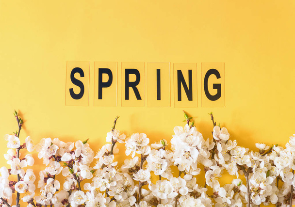 Slavnostní zázemí pro jarní prázdniny. Jarní květiny na barevném pozadí. Meruňkové květy. Pohled shora - Fotografie, Obrázek