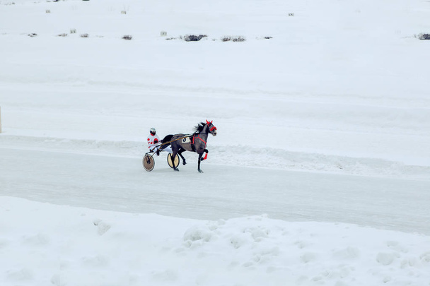 corridas de cavalos de inverno, corridas na pista de corrida, jockey
 - Foto, Imagem