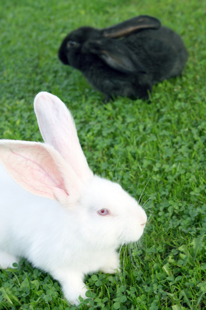 Pasen Bunnies op groen gras - Foto, afbeelding