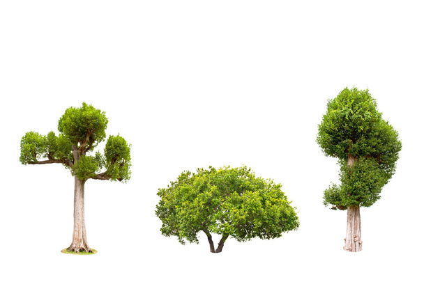 Kokoelma Irvingia malayana puu, trooppinen puu koilliseen Thaimaan eristetty valkoisella pohjalla
 - Valokuva, kuva