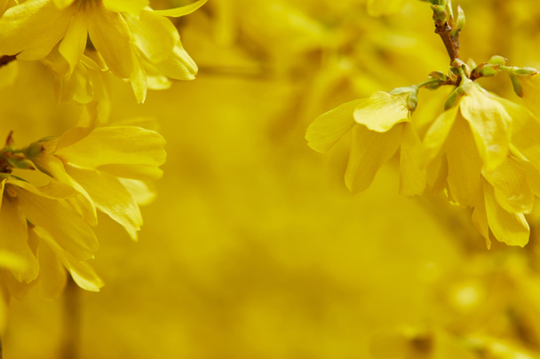 close up of yellow blooming flowers on tree branches - Photo, Image