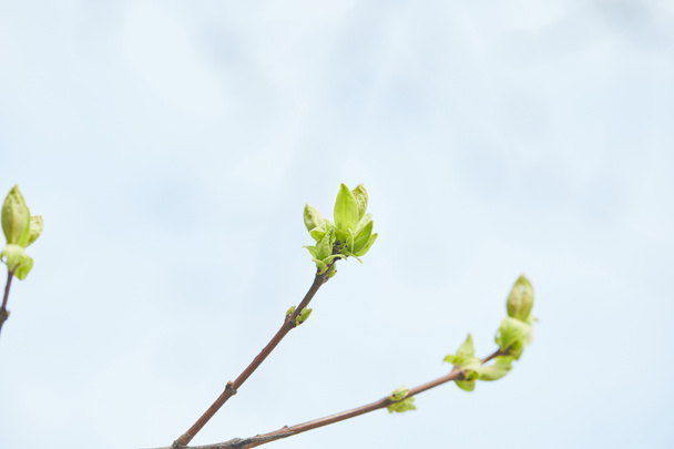 close up of tree branches with blooming green leaves with clear blue sky on background - Foto, immagini