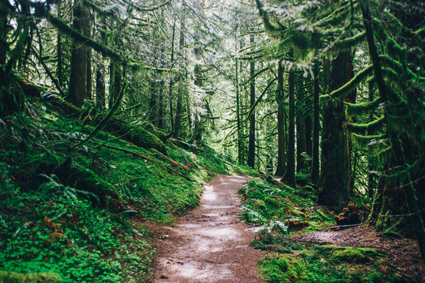 Pacific Northwest Caminhada, natureza
 - Foto, Imagem