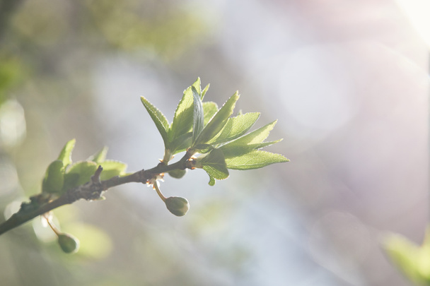 close up of tree branch with green leaves and shining sun on blurred background - Foto, immagini