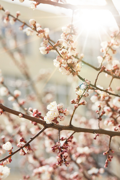 close up of tree branches with blooming flowers and shining sun - Photo, image