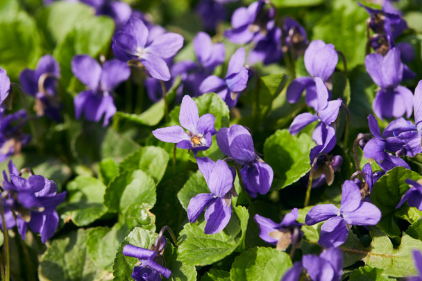 violetas florecientes con hojas verdes a la luz del sol
 - Foto, Imagen