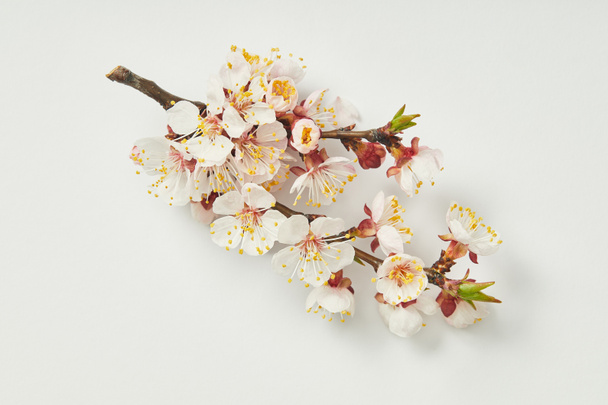 top view of tree branch with blooming spring flowers on white background - Photo, image