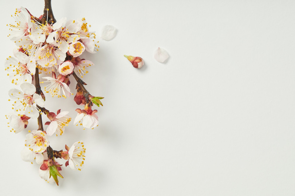 top view of tree branch with blooming spring flowers and petals on white background - Fotoğraf, Görsel