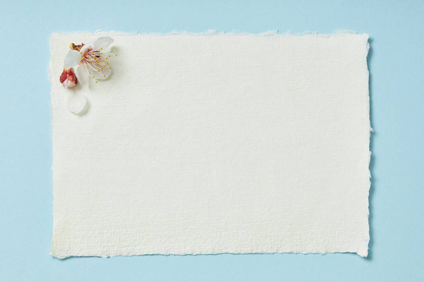 top view of blooming spring flowers on white blank stripped card on blue background - Foto, immagini
