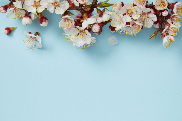 top view of tree branch with blossoming flowers on blue background - Photo, Image