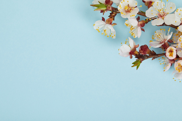 close up of tree branch with blossoming white flowers on blue background - Photo, Image