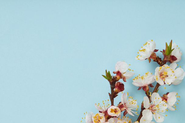 primer plano de la rama del árbol con flores blancas de primavera en flor sobre fondo azul
 - Foto, Imagen