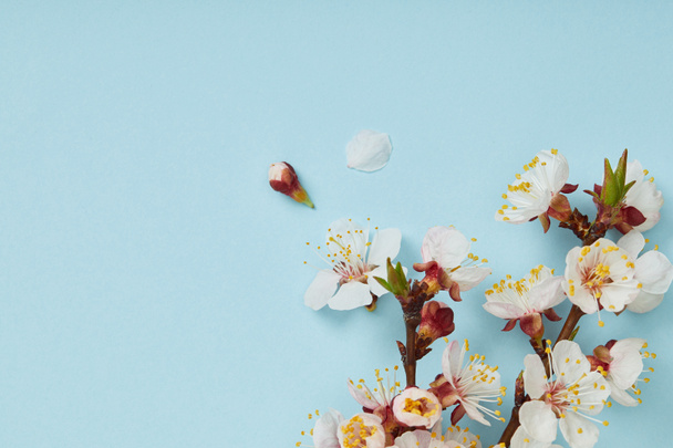Nahaufnahme eines Astes mit blühenden weißen Blüten und Blütenblättern auf blauem Hintergrund - Foto, Bild