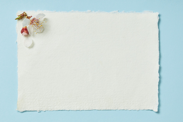 top view of blooming spring flowers on white blank stripped card on blue background - Zdjęcie, obraz