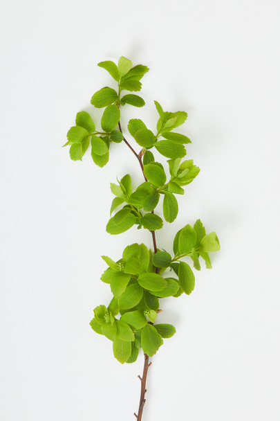 top view of tree branch with blooming green leaves on white background - Fotografie, Obrázek