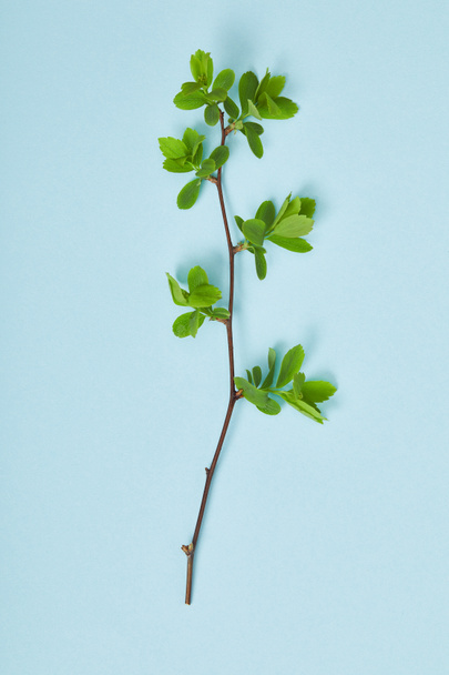 top view of tree branch with blooming spring green leaves on blue background - Foto, afbeelding