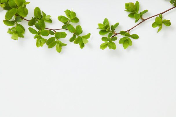 vista superior de las ramas con hojas verdes en flor sobre fondo blanco
 - Foto, Imagen
