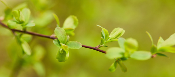 Panoramaaufnahme von grünen Blättern auf Ästen im Frühling - Foto, Bild