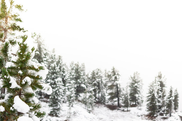 Winter in coniferous forest. Snow on pines, cold weather and frost - Fotoğraf, Görsel