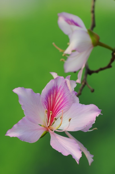 bauhinia variegata yakın çekim - Fotoğraf, Görsel
