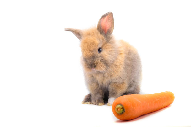 Kaninchen und Gemüse und weißer Hintergrund isolieren - Foto, Bild