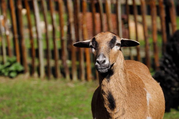 Portrait of domestic cameroon sheep on the farmfield - Photo, Image