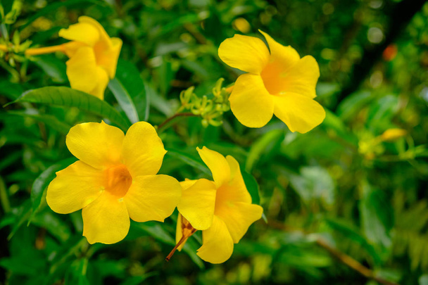 Nahaufnahme auf einer gelben karibischen Blume in voller Blüte auf den blauen Bergen, Jamaica - Foto, Bild