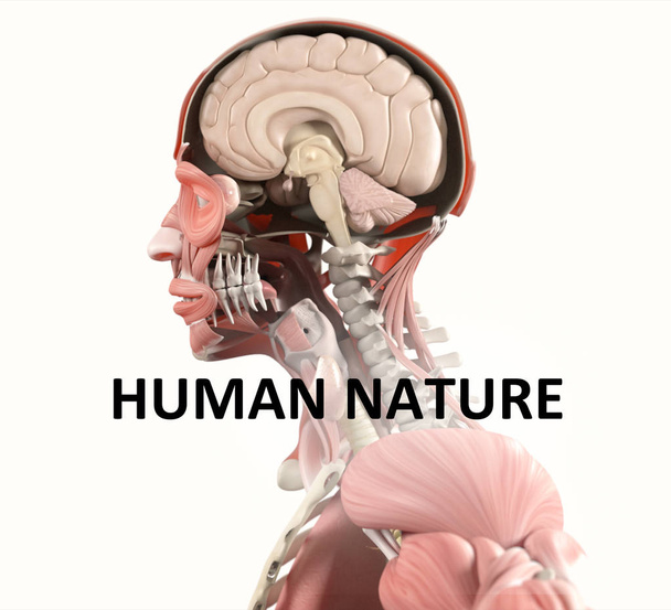 Anatomie illustratie van het menselijk brein getiteld "Human Nature". 3D-illustratie - Foto, afbeelding