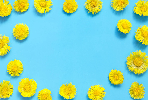 Yellow flowers of coltsfoot on blue background. (Tussilago farfara). Medical plant. Top wiev. - Image - Photo, Image