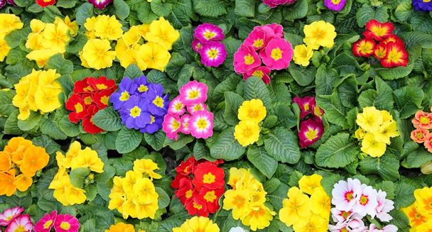 background of colorful primroses in early spring - Photo, Image
