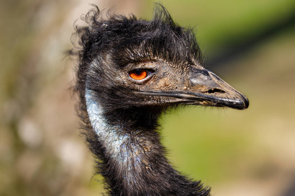 Portrait of Australian Emu (Dromaius novaehollandiae) - Photo, Image