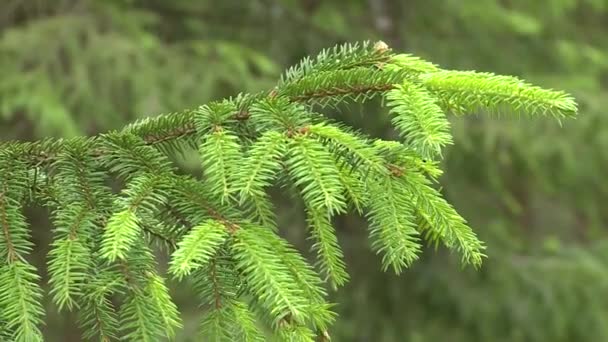 Close-up van mooie verse groene takken van jonge dennenboom groeiende outdoor - Video