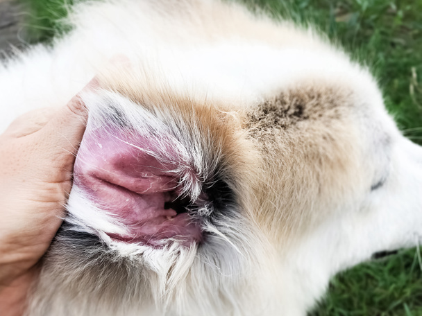 Zbliżenie psa problem ucha, Pokaż wtórne infekcje skóry u psów z atopowym zapaleniem skóry, rozmyte światło wokół - Zdjęcie, obraz