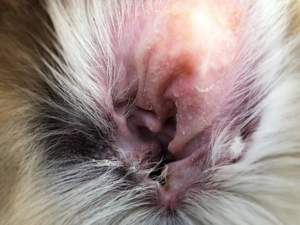 Closeup problema da orelha do cão, mostrar as infecções secundárias da pele em cães com Dermatite Atópica, luz embaçada ao redor
 - Foto, Imagem