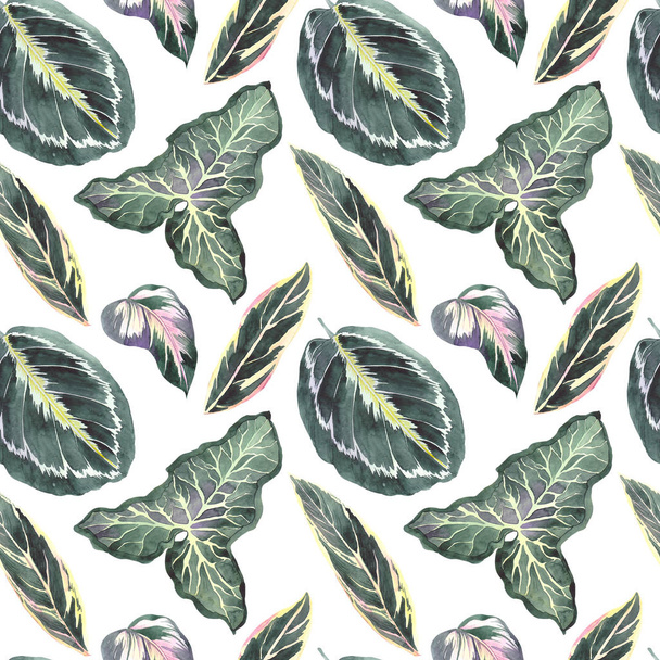 Seamless pattern with tropical calathea leaves. Watercolor illustration on white background. - Photo, image