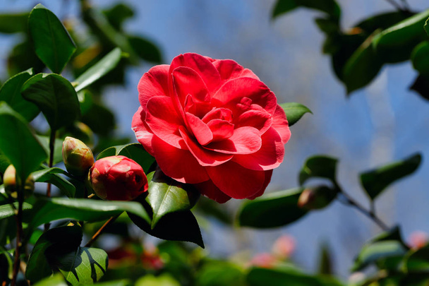 Pohled na větev kvetoucí větve Camellia japonica - Fotografie, Obrázek