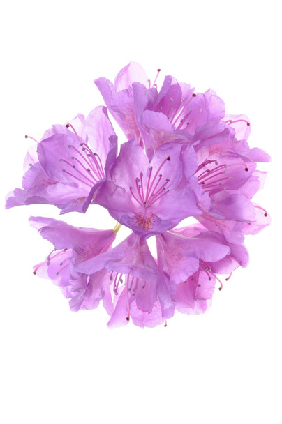 Purple rhododendron flower - Photo, Image