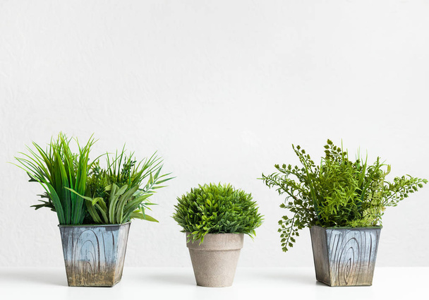 Decorative grassy houseplants against grey wall, crop - Photo, Image