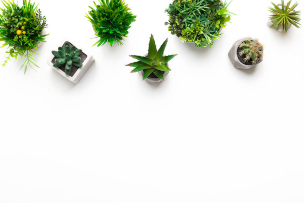Various decorative succulent plants in pots on white background - Photo, Image