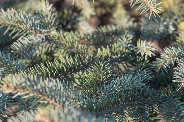 texture spruce background  leaf - Foto, Bild