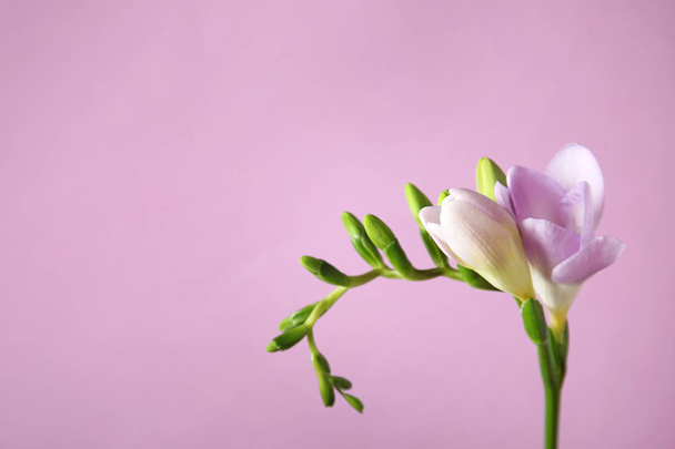 Beautiful freesia with fragrant flowers on color background. Space for text - Foto, immagini