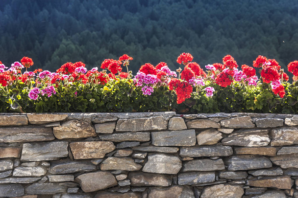 red flowers blooming on the old stone parapet - Photo, Image