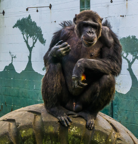 portrait of a big black chimpanzee sitting a car tire and holding a apple, Endangered primate from Africa - Photo, Image