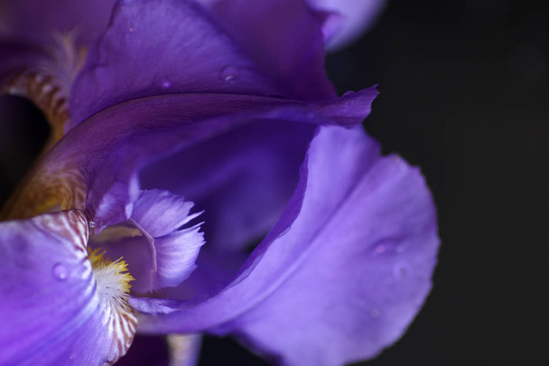 flower of purple iris, closeup, beautiful background - Zdjęcie, obraz