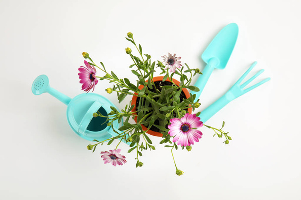 Blooming flowers and gardening equipment on white background, top view - Zdjęcie, obraz