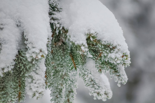 A branch of a coniferous tree covered with snow - Foto, imagen