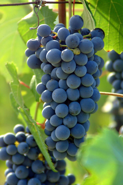 Manojos de uva negra para la producción de vino tinto - Foto, imagen