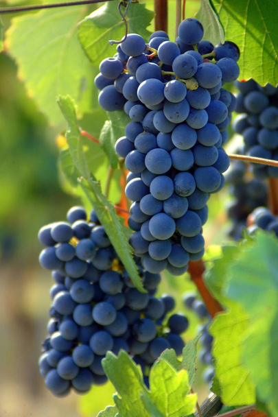 Camarões de uvas pretas para a produção de vinho tinto - Foto, Imagem