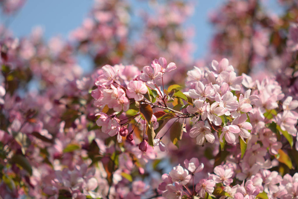 Apple blossom in the Garden of Eden close up - Foto, Bild